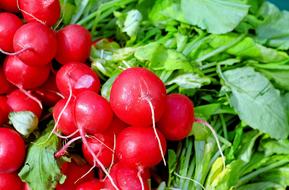 fresh radishes on greens
