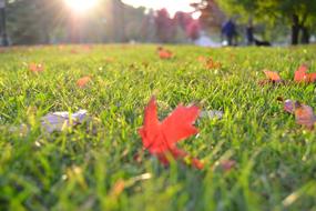 Grass Lawn Meadow