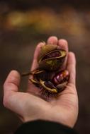 prickly chestnuts in the hand of a man