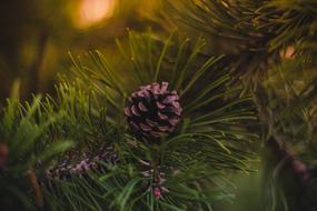 small cone on the branches