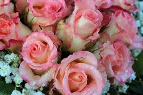 pink flowers in the snow