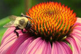 Bee And Flower Pollen