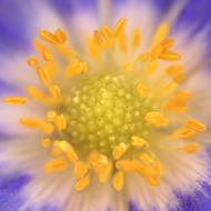 Anemone Violet Yellow