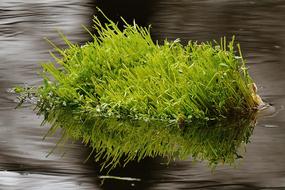 green grass in the lake water