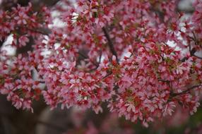 Flower Spring Blossom