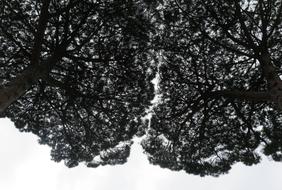 black seeds on a white background