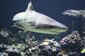Blacktip Hai Dangerous Predatory