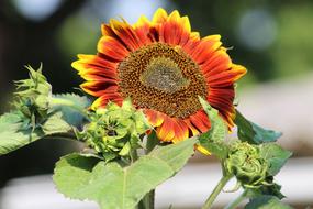 Sunflower Bud Summer