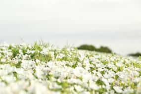 Field Flowers Landscape