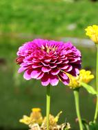 Blossom Flower Botany