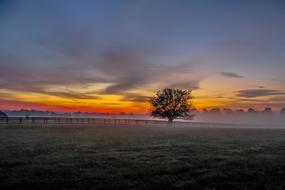 Tree Autumn Mist