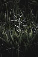 Plant Nature Natural