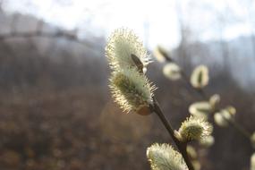 spring sprouts on a branch in the field