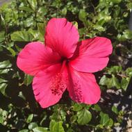 Hibiscus Flower Blossom
