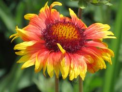 pretty flower in the green grass