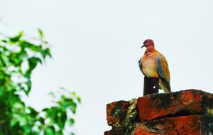 pigeon with colorful color