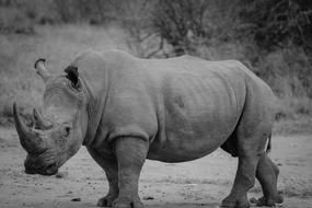 Black and white photo of the beautiful rhinoceros, among the plants in Africa