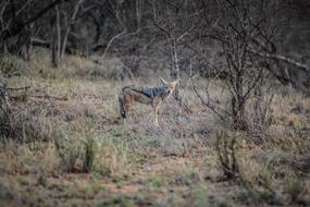 enchanting Wildlife Deer Mammal