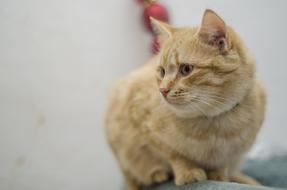 enchanting Cat Tabby Domestic