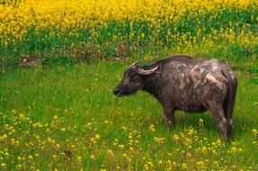 Buffalo China Farm