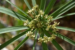 Flower Grass Jebel
