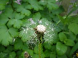 Dandelion