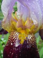 Iris Flower Violet