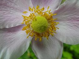 yellow heart of a white flower, close-up