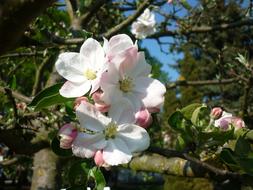 Blossom Bloom FrÃ¼hlingsanfang