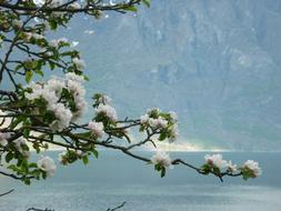 Spring Branch Blossom