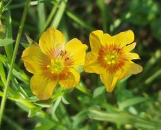 beautiful spring flower in the garden