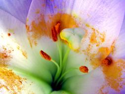 yellow pollen on white lily