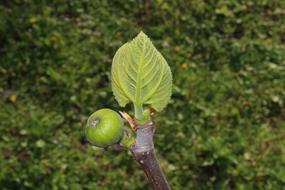 sprout of fruit and a leaf on a branch