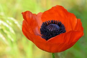 Klatschmohn Poppy Blossom