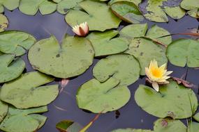 Lily Pads Yellow Flower Blossom