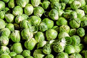 Kohl Rosenkoehlchen Cabbage