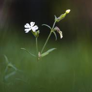 Simple Flower White