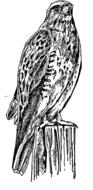 drawn perched hawk
