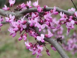 Pansy Redbud Bloom Flower