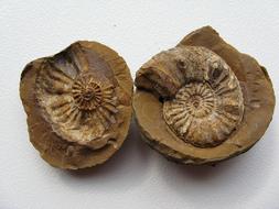 Ammonites Fossils Cephalopods