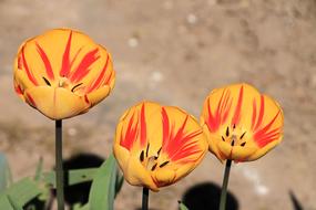 gorgeous flowers in the ground