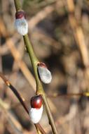 Branch Willow Catkin Spring