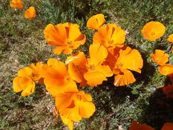 Golden Poppies Poppy California