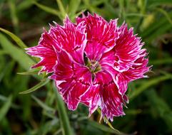 Flower Summer