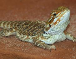 funny lizard sitting upside down