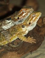 Bearded Dragon Reptile Pogona