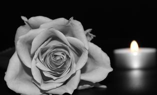 Rose Blossom Bloom