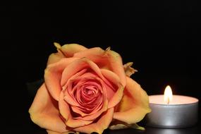 burning candle in a candlestick and a pink rose