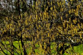 Pasture Blossom Bloom Willow