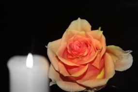 Rose Blossom Bloom